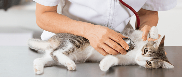 chat chez le vétérinaire
